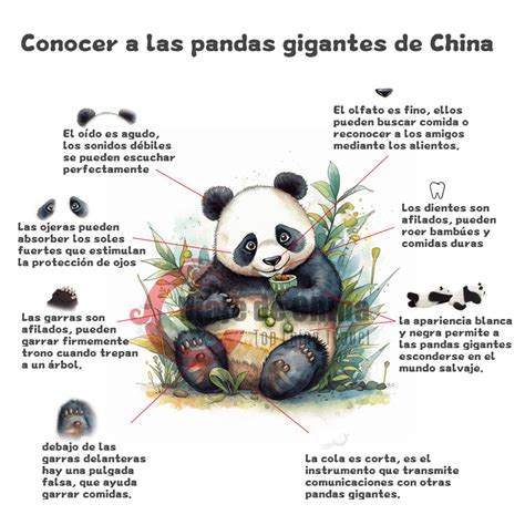 Ilustración de un proceso de electroeyaculación en un oso panda