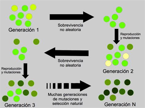 Esquema de selección natural mostrando la supervivencia y reproducción diferencial de individuos con rasgos favorables