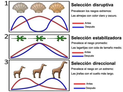 Gráfico ilustrativo de los tres tipos de selección natural: direccional, estabilizadora y disruptiva
