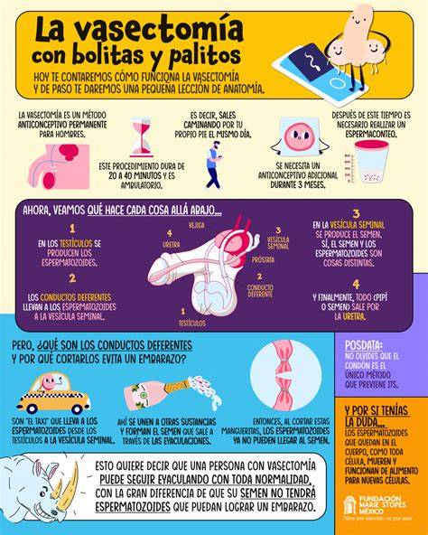 infografía que explica el proceso de la vasectomía y su efecto en los conductos deferentes