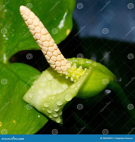 Flor de Anubias Coffefolia mostrando su estructura única