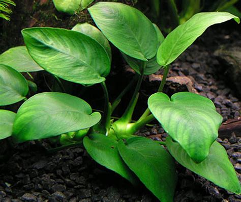 Acuario de Anubias con plantas emergidas proporcionando sombra