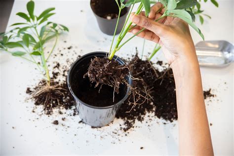 Esqueje de rizoma de Anubias listo para ser plantado
