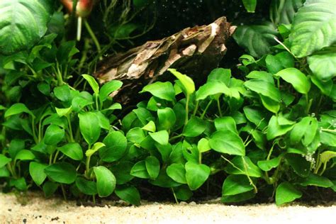 Anubia Nana Petite en un nano acuario