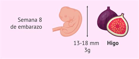 Infografía detallando el tamaño y las principales formaciones del embrión en la semana 8 de embarazo, destacando la cabeza, extremidades y órganos en desarrollo.