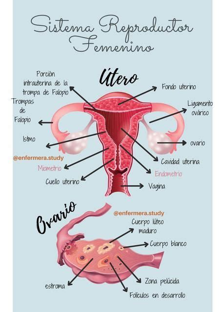 Esquema detallado del sistema reproductor femenino