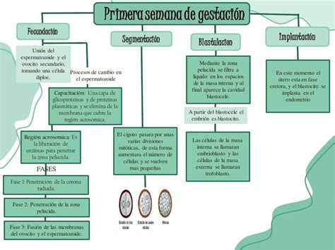 Esquema conceptual que ilustra el proceso de gestación por sustitución y la participación de los distintos actores involucrados.