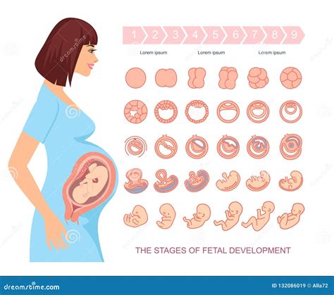 Ilustración esquemática del desarrollo fetal y la posición del bebé en el útero a las 36 semanas de gestación.