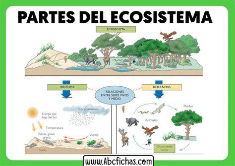Esquema de un ecosistema de suelo sano mostrando la interacción entre microorganismos, raíces y materia orgánica