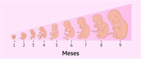 infografía que ilustra la diferencia visual entre el desarrollo de un embarazo único y un embarazo gemelar