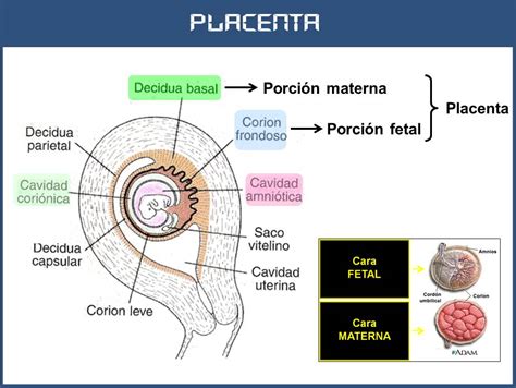 Esquema de la formación del corion y la placenta