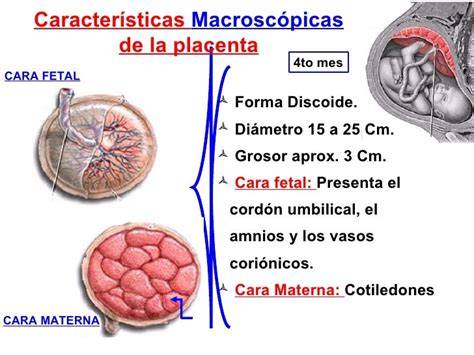 Diagrama de la placenta mostrando las caras fetal y materna con sus componentes