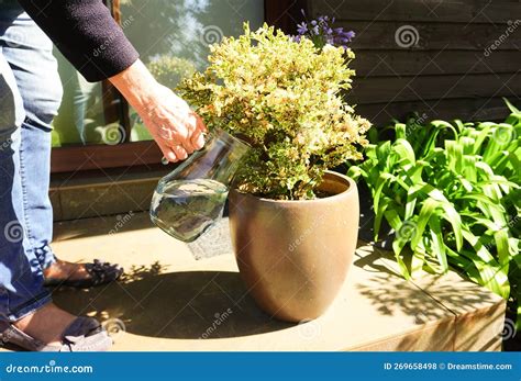 Persona regando una planta de Asparagus densiflorus en una maceta, asegurando buen drenaje.