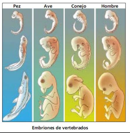 Esquema de embriones de distintas especies de vertebrados mostrando similitudes tempranas