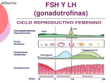 Esquema explicativo del papel de la FSH y la LH en la maduración folicular ovárica.
