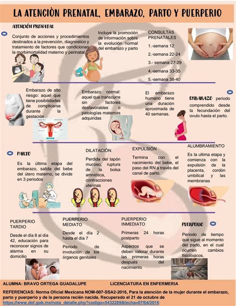 Infografía: Ámbitos de acción de una partera (atención prenatal, parto, posparto, lactancia, salud sexual)