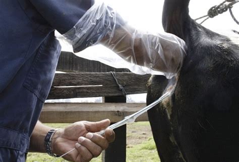 Representación de las técnicas adecuadas para la inseminación artificial en bovinos