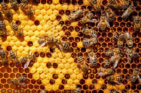 Fotografía de una población de abejas abundante y bien distribuida en un panal.