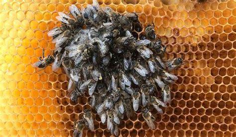 Fotografía de un grupo de abejas muertas por frío y falta de alimento en invierno.
