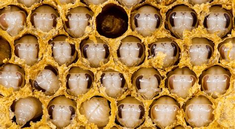 Fotografía de diferentes tipos de larvas y huevos de abejas.