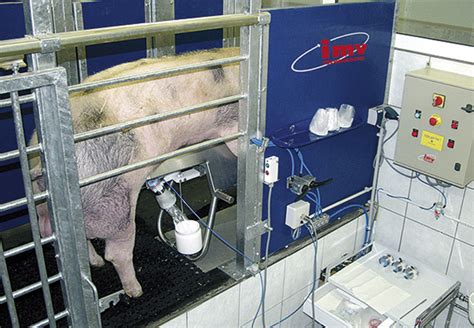 Equipo para la recogida de semen de verraco
