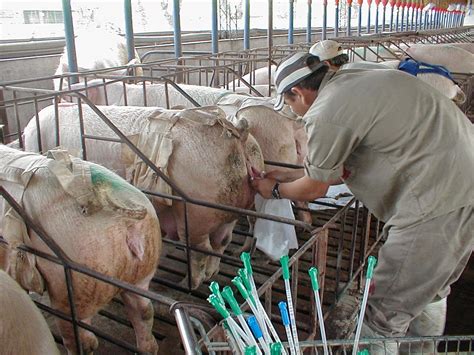 Inseminación artificial de una cerda en granja