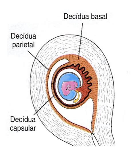 Diagrama de las tres regiones de la decidua (basal, capsular, parietal) en relación con el embrión
