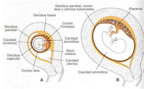 Ilustración de la placenta con sus componentes fetal (corion frondoso) y materno (decidua basal)