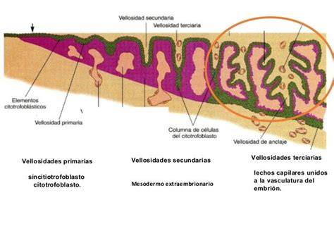 Esquema de las etapas de desarrollo de las vellosidades coriónicas (primarias, secundarias, terciarias)