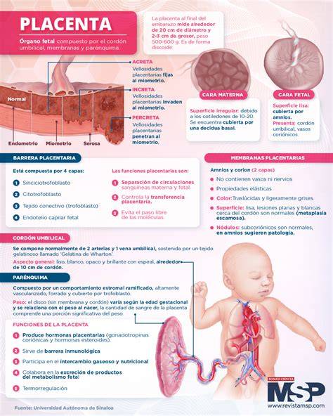 Infografía sobre las funciones de la placenta como barrera y órgano de intercambio