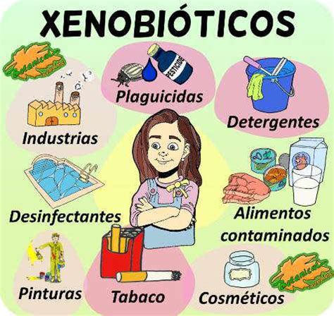Infografía con ejemplos comunes de productos que contienen xenoestrógenos