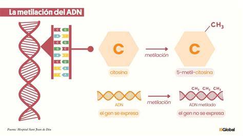 Diagrama que ilustra la metilación del ADN y cómo los xenoestrógenos pueden afectarla en la placenta