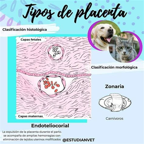 Diagrama de la placenta endoteliocorial zonaria en la perra