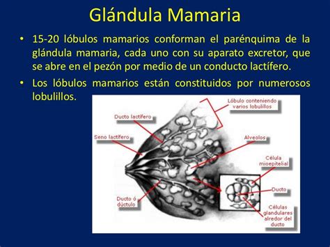 Esquema de las glándulas mamarias y los conductos galactóforos
