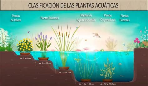 Infografía sobre tipos de plantas acuáticas y sus requisitos