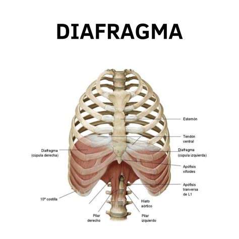 Esquema anatómico de la interacción entre el diafragma y el suelo pélvico durante la respiración.