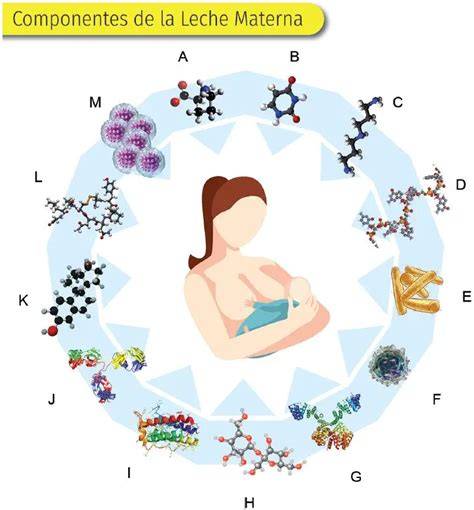 Esquema de las proteínas de la leche materna y fórmula