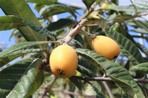 Gráfico comparativo del aumento de costes por cultivo debido a fertilizantes