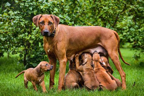 Perra lactando a sus cachorros en un entorno cómodo