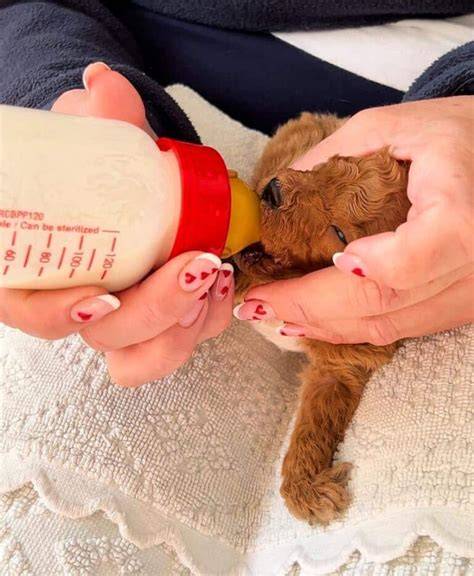 Cachorros alimentándose con biberón