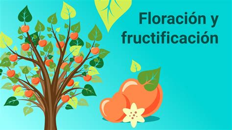Esquema del ciclo de floración y fructificación del olivo