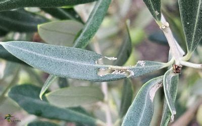 Enfermedades y plagas comunes del olivo
