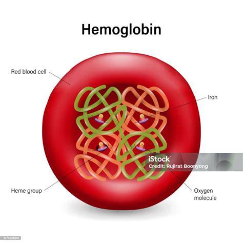 Representación esquemática de la hemoglobina S en glóbulos rojos falciformes y el efecto inhibidor de la hemoglobina fetal