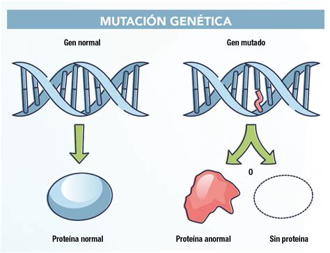 Diagrama de las mutaciones genéticas en las regiones promotoras de la globina gamma que afectan la unión de BCL11A y ZBTB7A