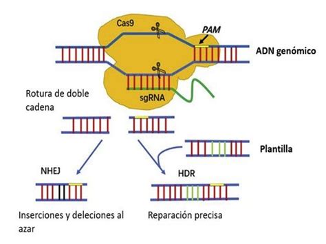 Esquema del mecanismo de acción de CRISPR-Cas9