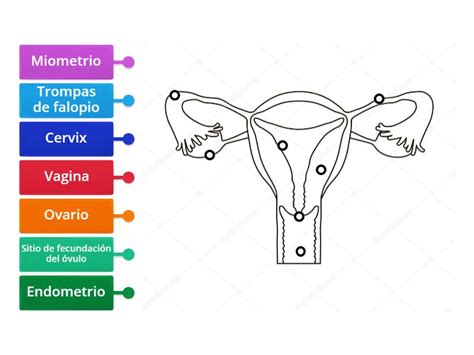 Esquema del sistema reproductor femenino con marcadores de óvulos