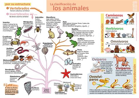 Esquema de la clasificación de animales y plantas