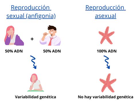 Esquema comparativo de la variabilidad genética en la reproducción sexual