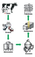 Esquema comparativo del proceso de fabricación de fórmulas a base de leche de vaca y de cabra
