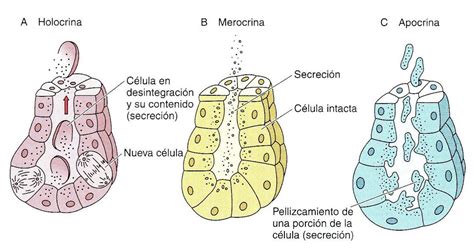 Gráfico que muestra la diferencia entre el proceso de secreción merocrina y apocrina en las glándulas mamarias